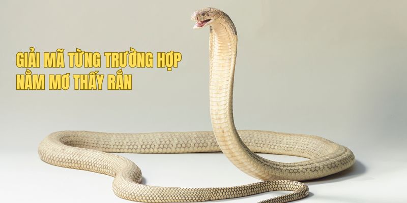 Nằm Mơ Thấy Rắn - Nhận Định Của Five88 Trong Từng Trường Hợp 2 Five88 giải thích trường hợp nằm mơ thấy rắn phổ biến