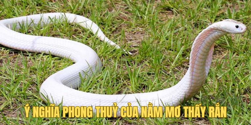 Nằm Mơ Thấy Rắn - Nhận Định Của Five88 Trong Từng Trường Hợp 1 Tìm hiểu ý nghĩa phong thủy của việc nằm mơ thấy rắn